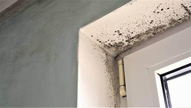 Best Residential Mold Inspection & Testing  in Slayton, MN