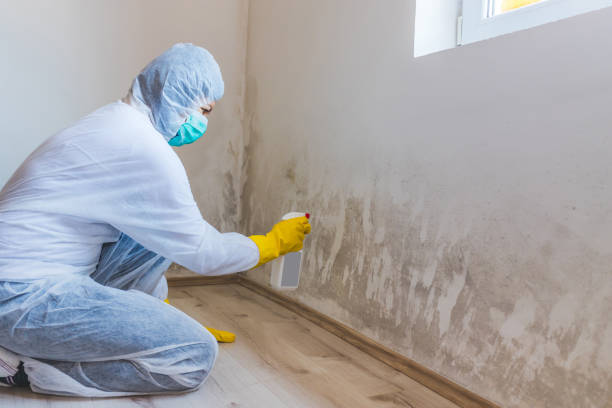 Best Attic Mold Removal  in Slayton, MN