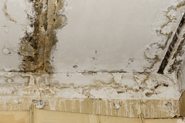 Best Post-Remediation Verification Testing  in Slayton, MN