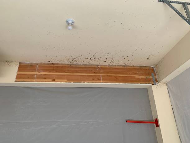 Best Air Quality Testing for Mold Spores  in Slayton, MN