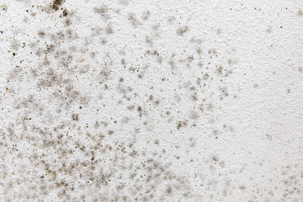 Best Asbestos and Lead Testing During Mold Inspection  in Slayton, MN