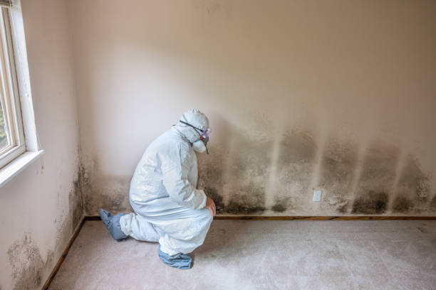 Best Industrial Mold Remediation  in Slayton, MN