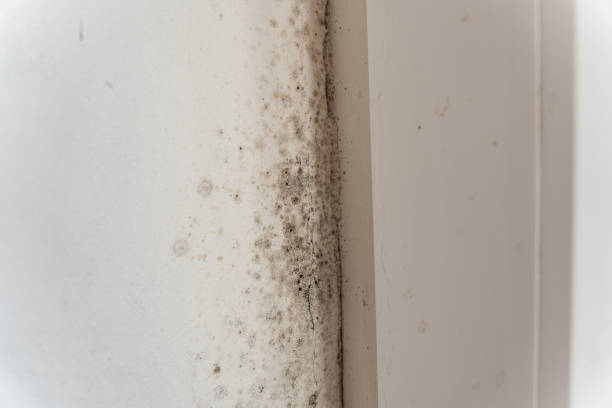 Best Post-Construction Mold Inspection  in Slayton, MN