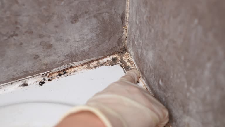 Best Environmental Consulting for Mold Prevention  in Slayton, MN